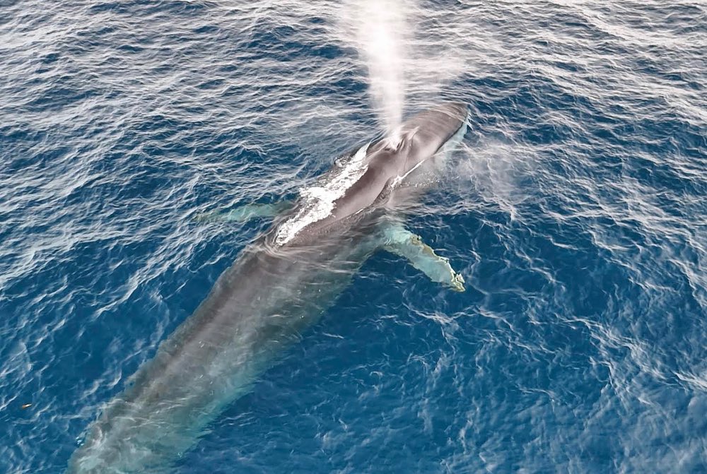 an animal swimming in the water