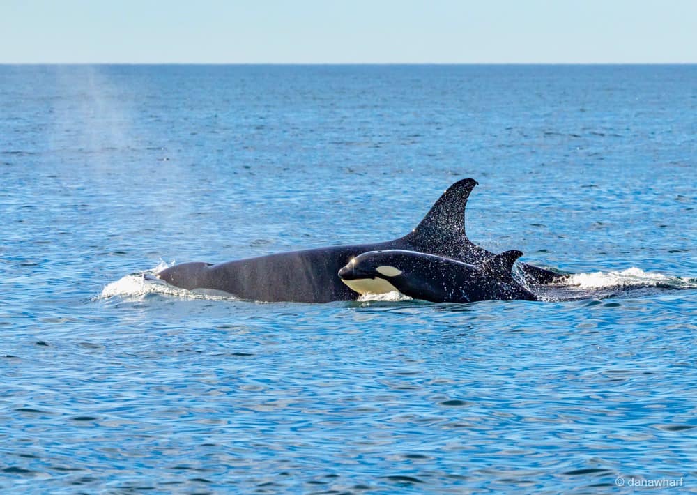 an animal swimming in the water