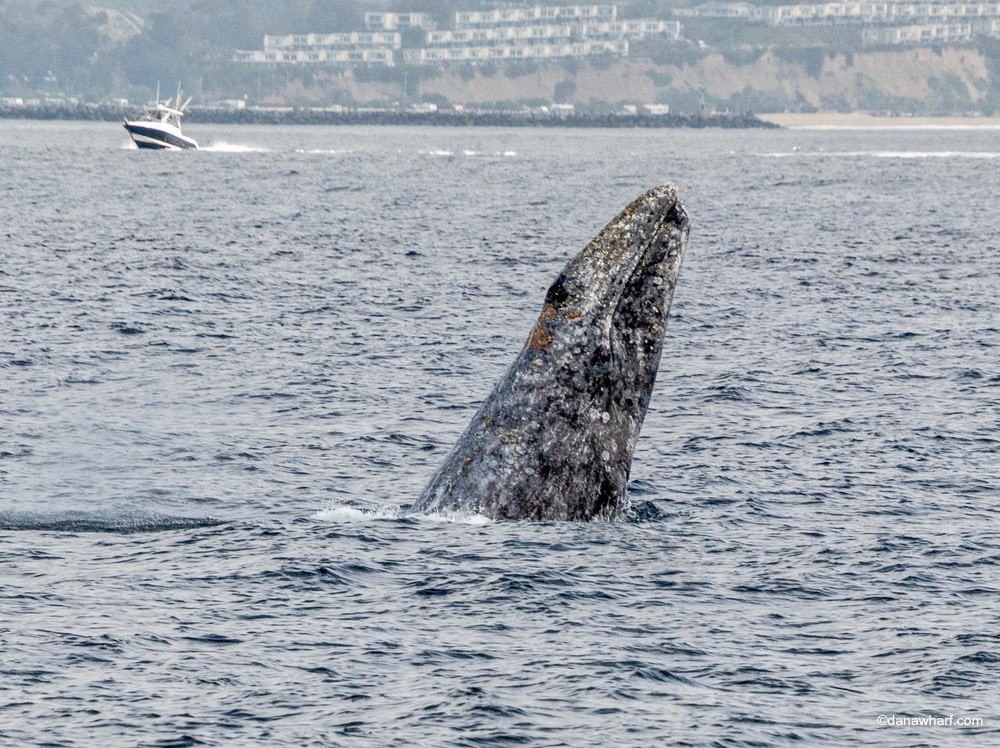 a whale jumping out of a body of water