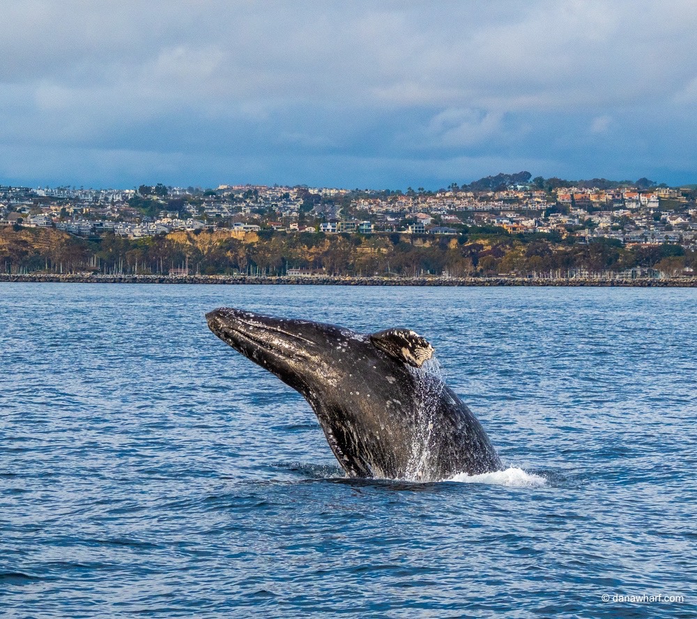 a whale on a lake next to a body of water