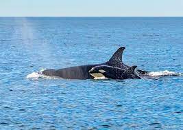 a whale swimming under water