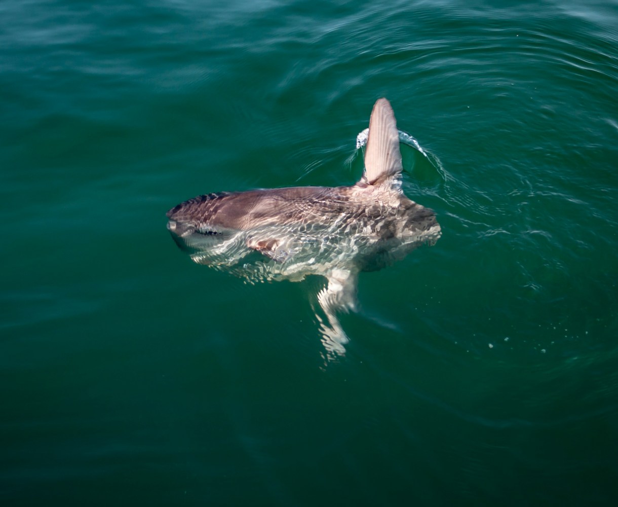 an animal swimming in the water