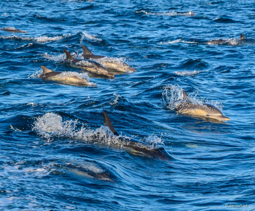 an animal swimming in the water