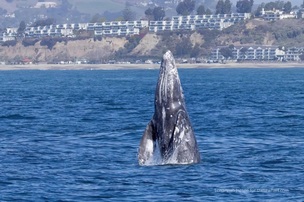 a whale jumping out of a body of water