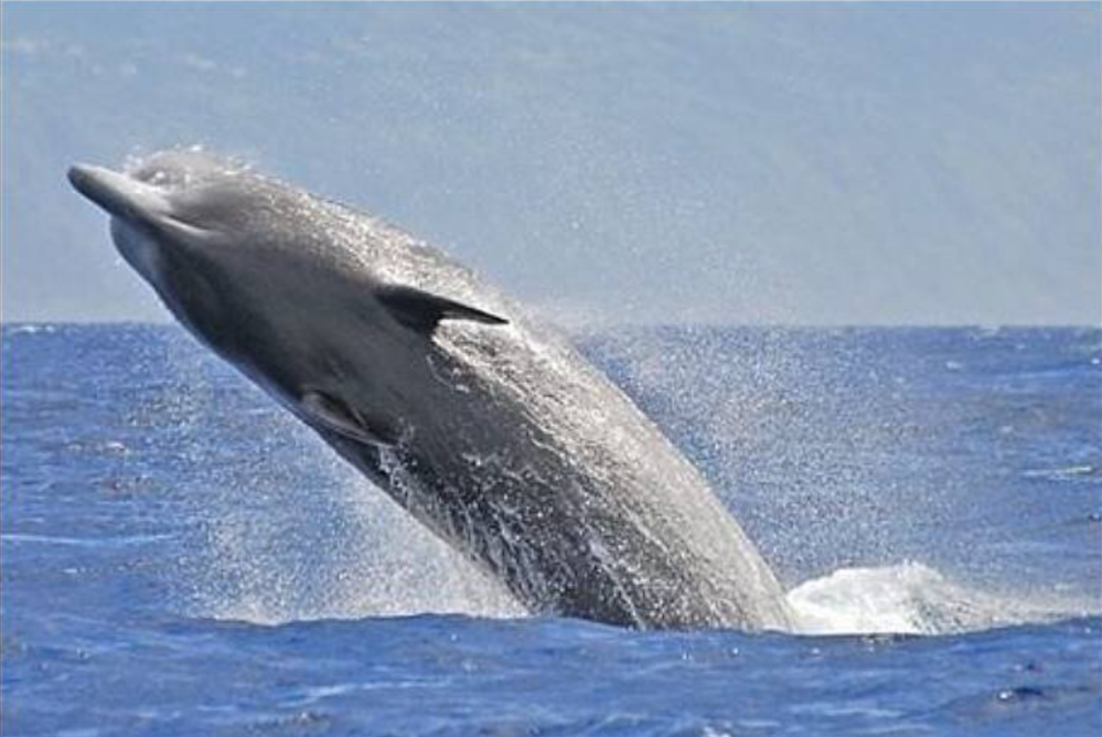 a whale jumping out of the water