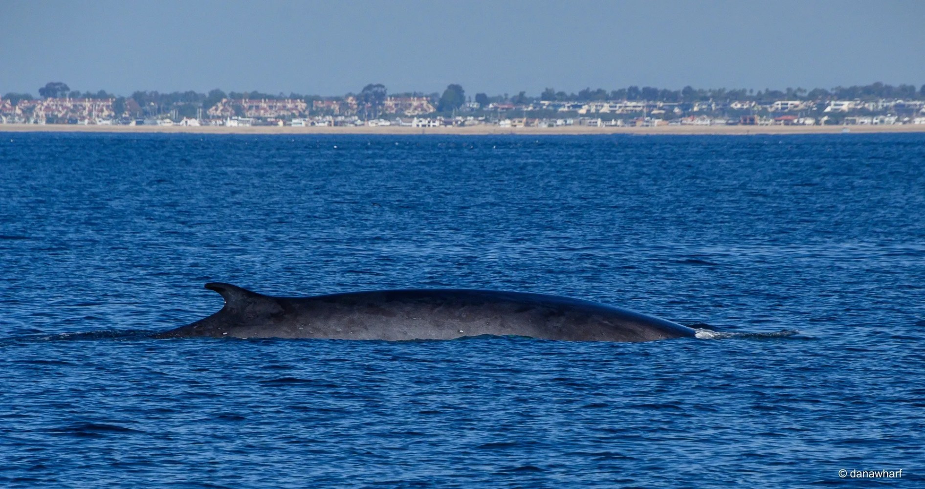 a whale in a large body of water