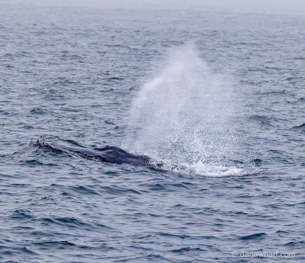 a whale jumping out of the water