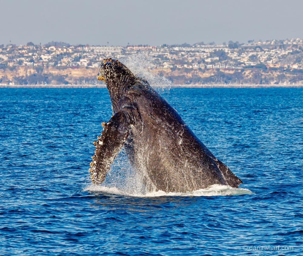 a whale jumping out of the water