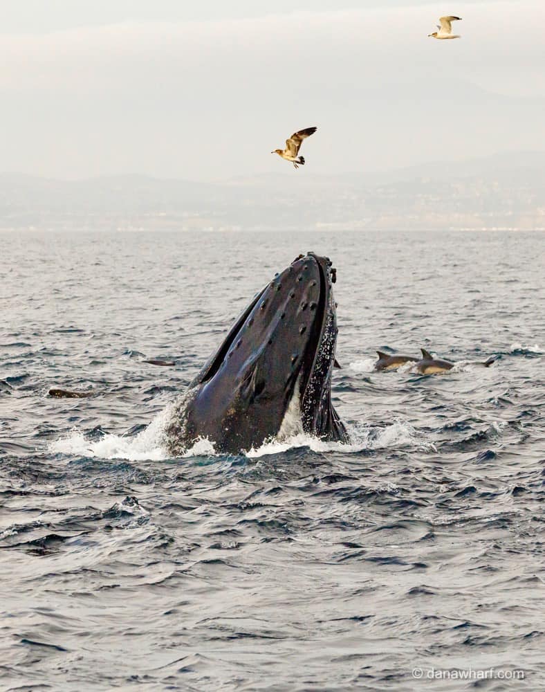 a whale jumping out of the water