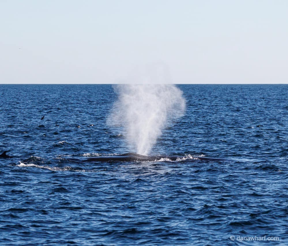 473088731_1013754567458773_7207677793799996698_n a whale jumping out of the water