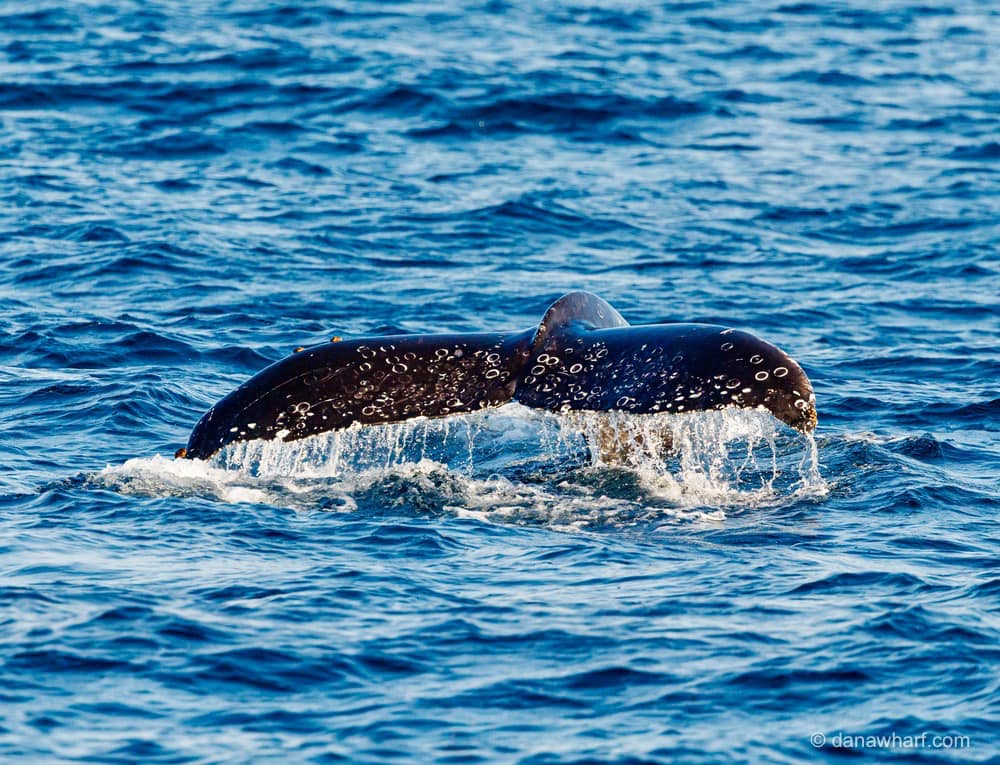 a whale swimming under water