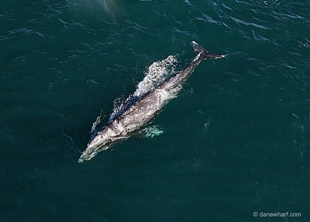 an animal swimming in the water