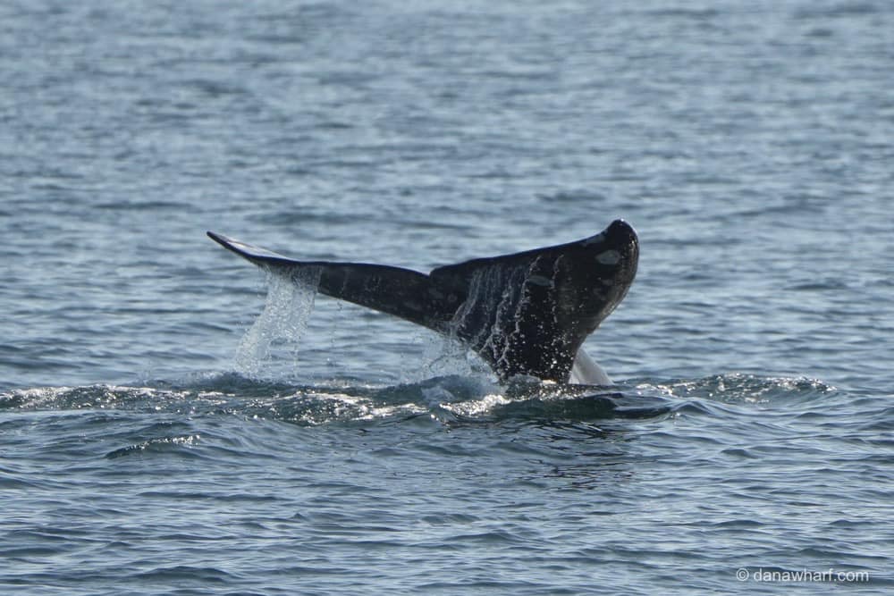 475835777_1028299236004306_6857554179325269832_n a whale jumping out of the water