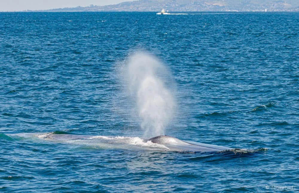 a whale jumping out of the water