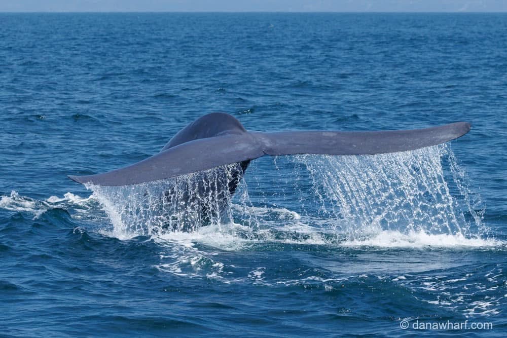 a whale jumping out of the water