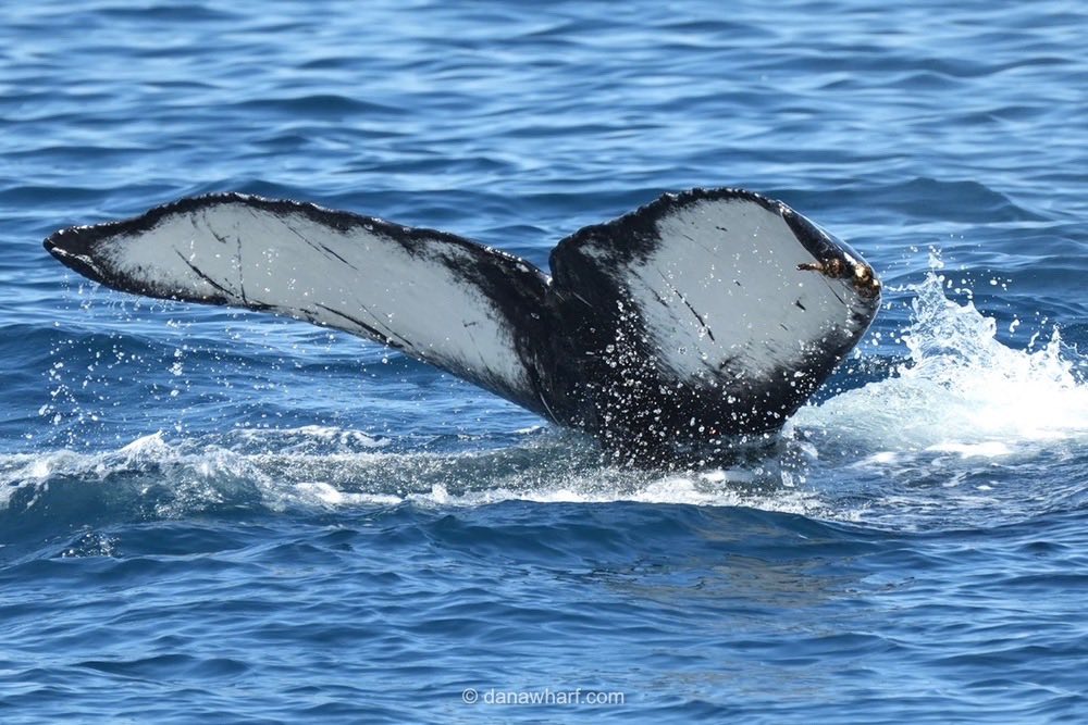 a whale jumping out of the water
