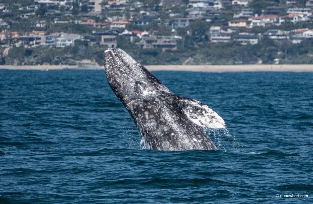 Breaching-Gray-Whale (3) a whale jumping out of a body of water