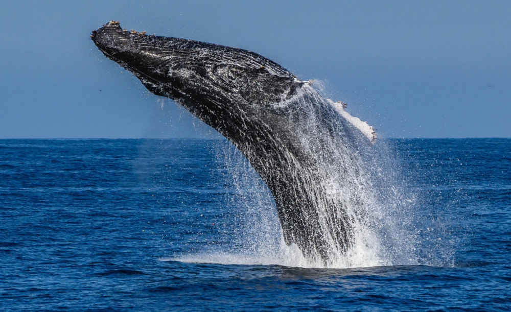 a whale jumping out of the water