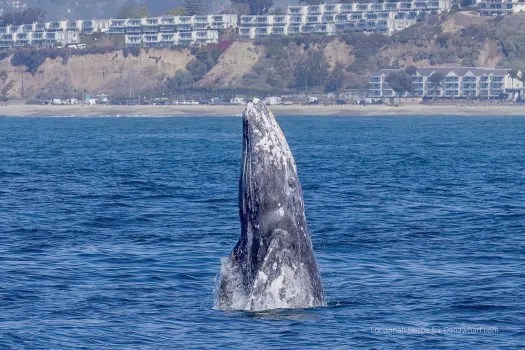a whale jumping out of a body of water