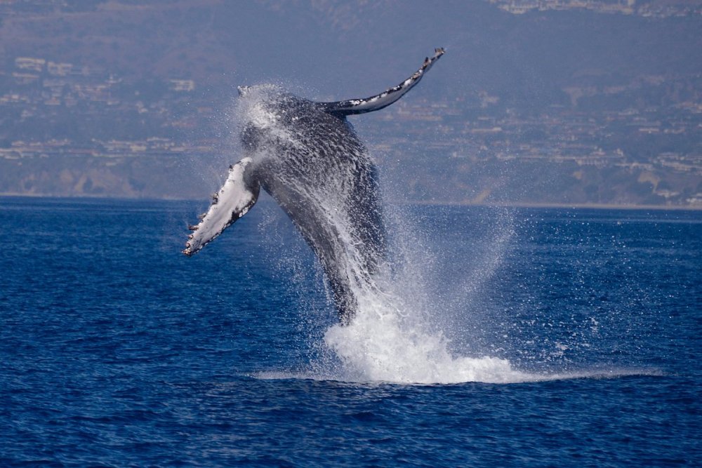 a man flying through the air while riding a wave in the ocean