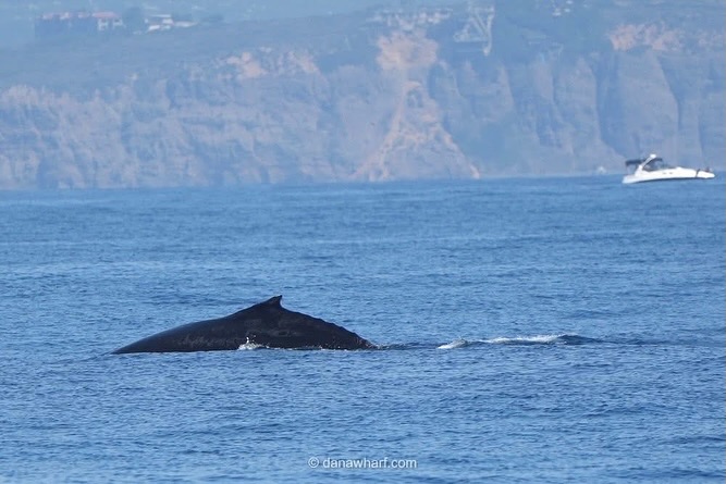 Whale surfacing in ocean with cliffs and a boat in the background.