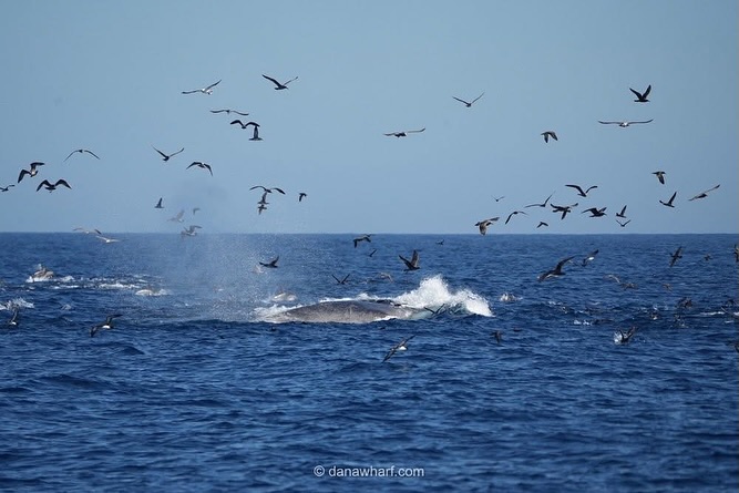 Birds flying over a whale spouting water in the ocean under a clear blue sky.