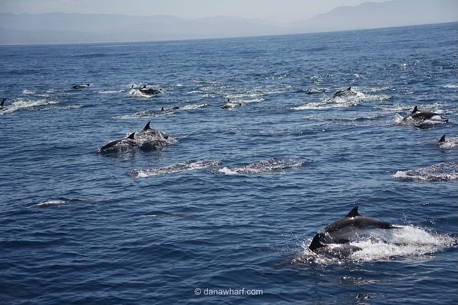 Group of dolphins swimming in the ocean with mountains in the background.