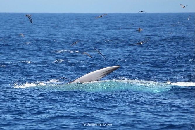 Quadruple the enjoyment today and only traveling two to three miles directly out from Dana Point Whale fin breaking ocean surface with birds flying overhead on a clear day.