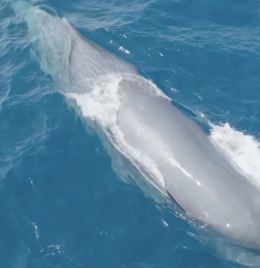 Aerial view of a large whale swimming in clear blue ocean water.