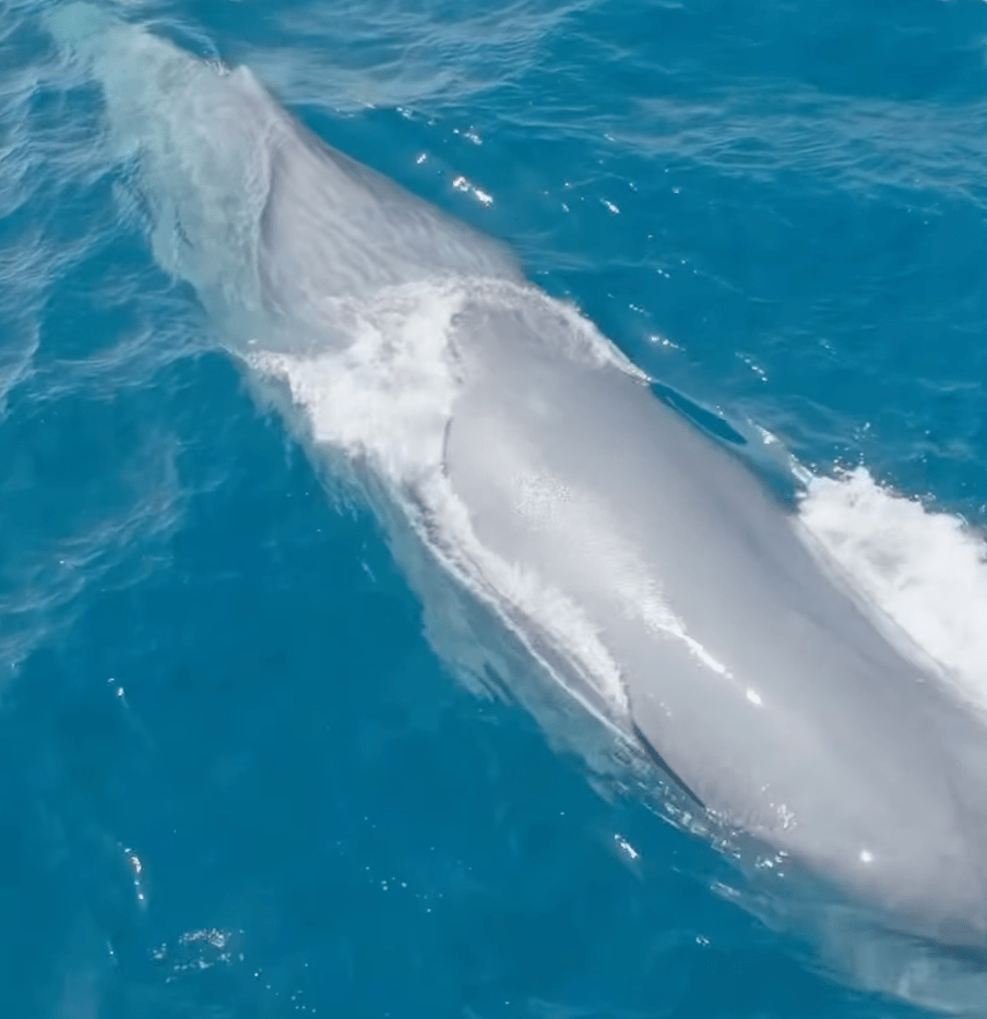 Screenshot 2025-09-22 at 6.45.07 PM Aerial view of a large whale swimming in clear blue ocean water.