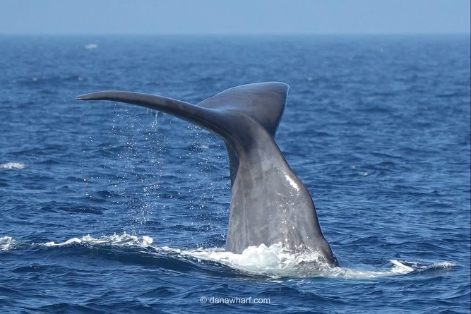 Whale tail above ocean water, splashing droplets in a sunny seascape.