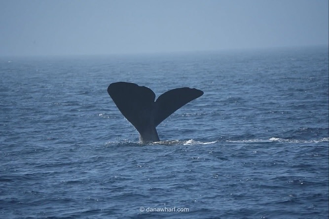 Whale tail above water surface on a clear ocean day.