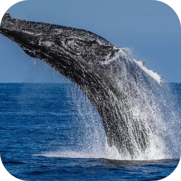 Whale breaching, creating a splash in the ocean under a clear blue sky.