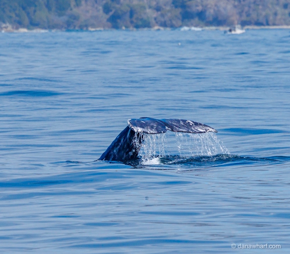 Whale tail emerging from water in a serene ocean with distant forested coastline.