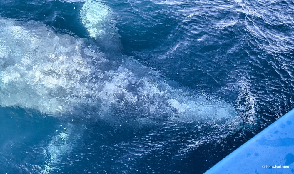A large gray whale swims near the surface of deep blue ocean water.