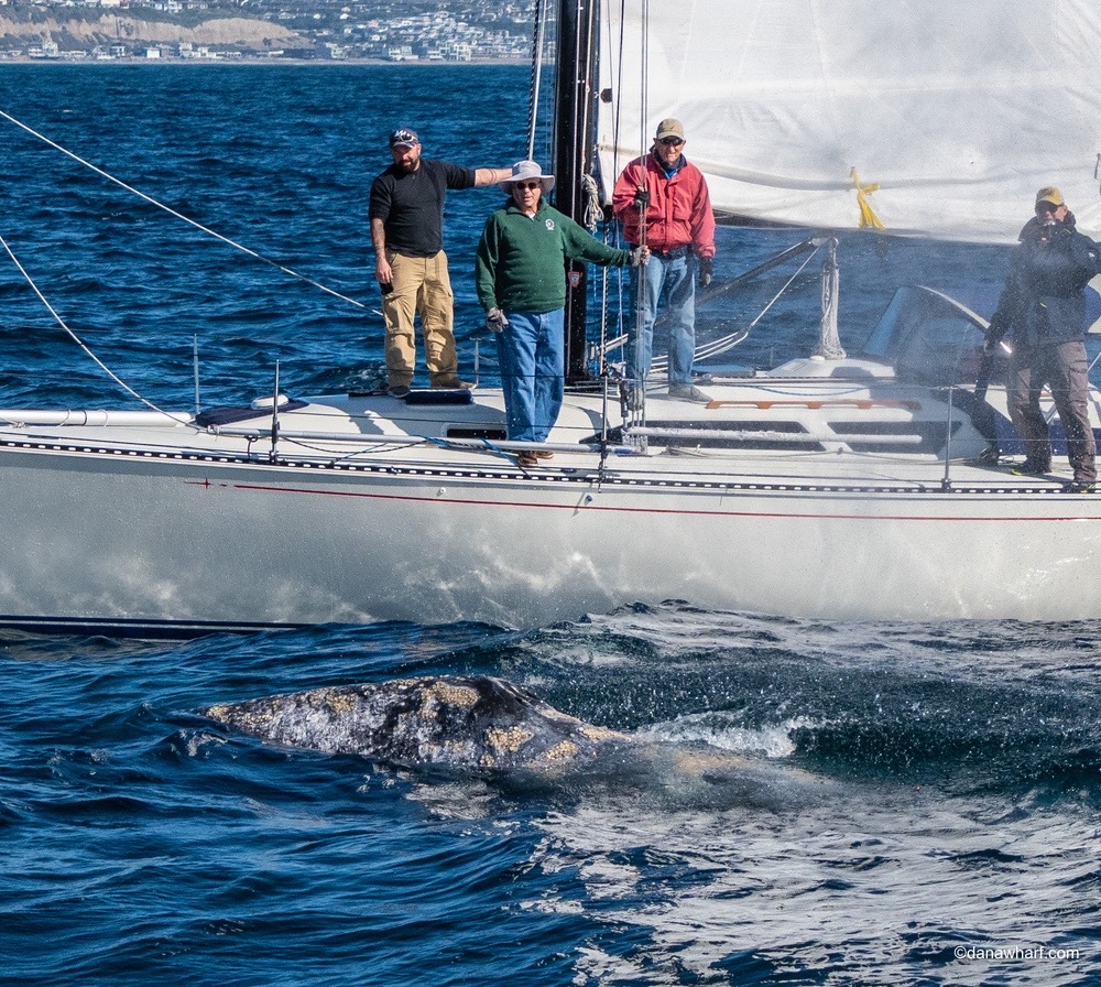 Sailboat with four people, whale surfacing near boat in the ocean.