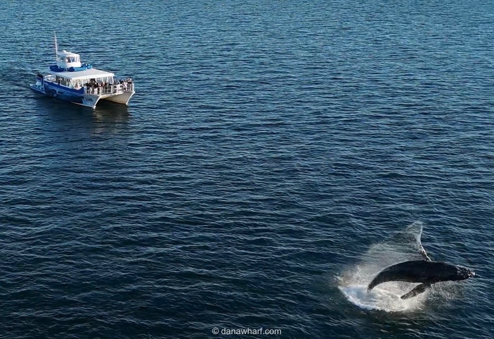 Whale breaching near tour boat on open sea.