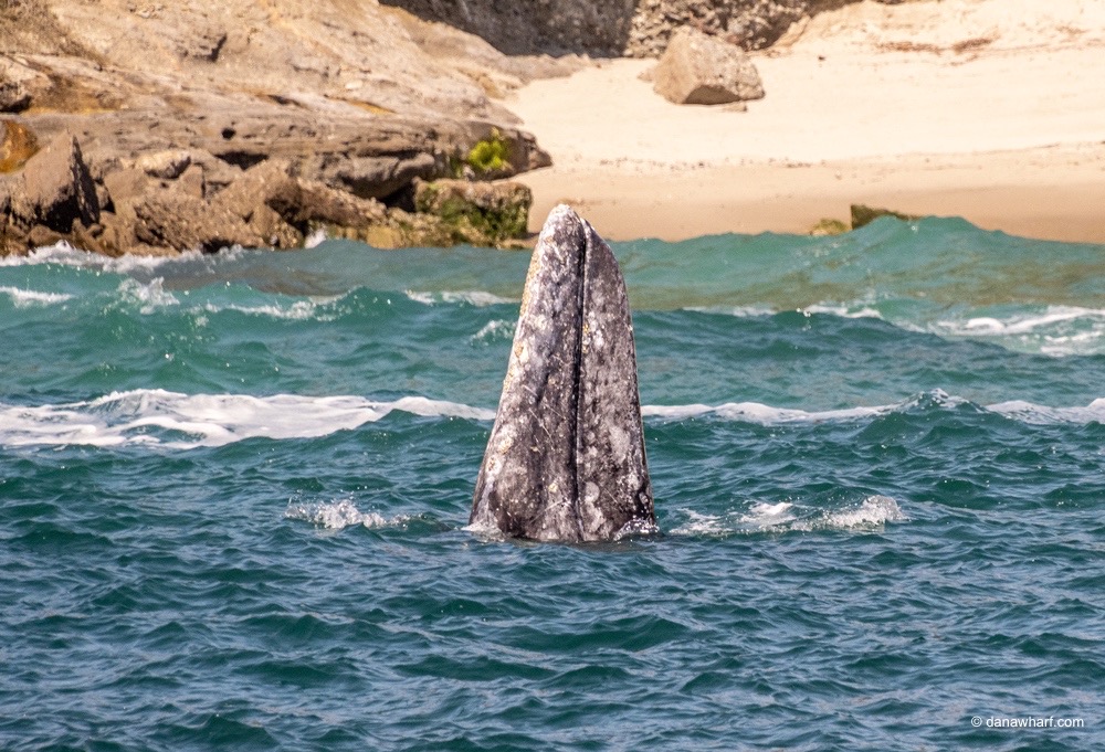 A whale's head emerging vertically from ocean near a rocky coastline.