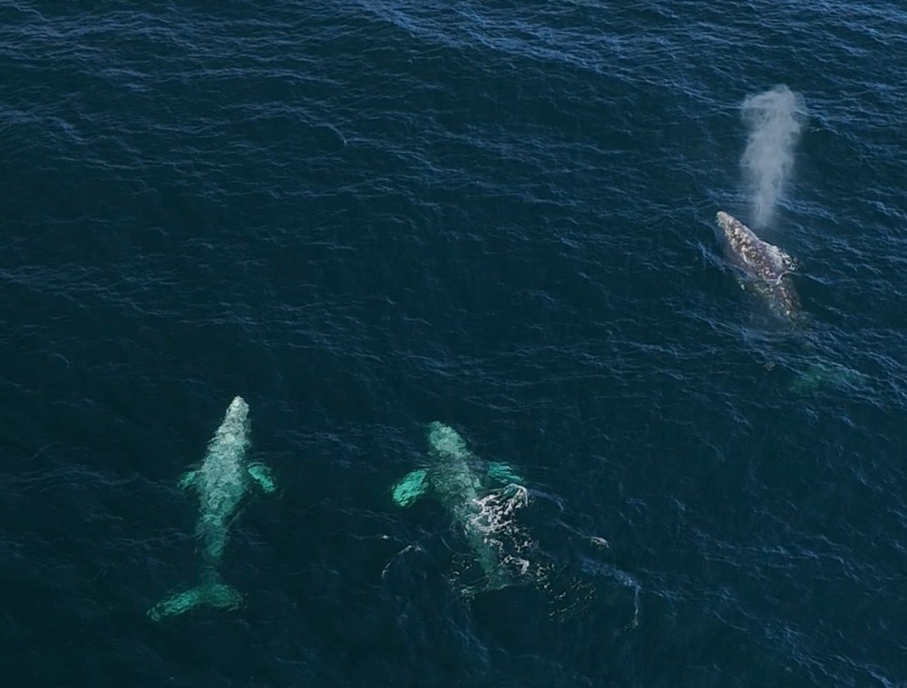 Three whales swimming near the ocean surface, one exhaling mist.