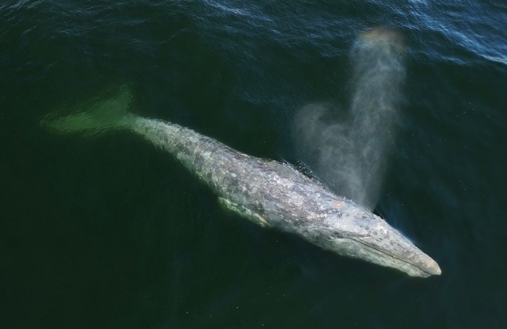 Aerial view of a gray whale surfacing in dark ocean water.