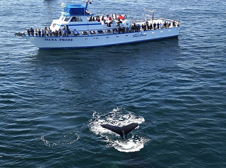 Boat with people watches a whale tail in the ocean.