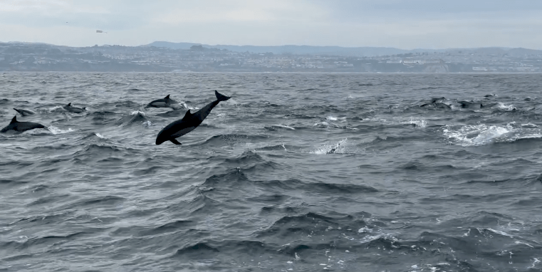 Dolphins leaping from ocean waves with coastline in the background.