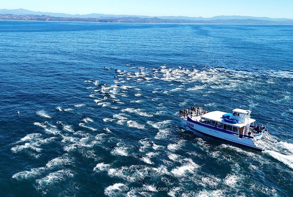 Boat with people watches large pod of dolphins swimming in the ocean on a clear day.