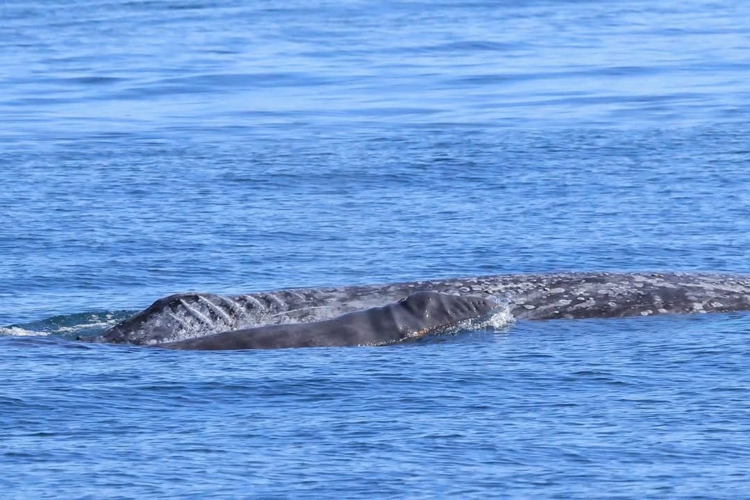 Gray whale swimming at the ocean's surface, partially submerged in blue water.