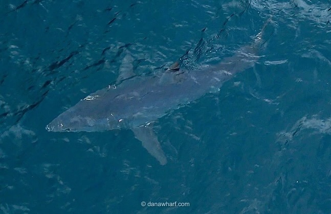 Shark swimming in clear blue ocean water.