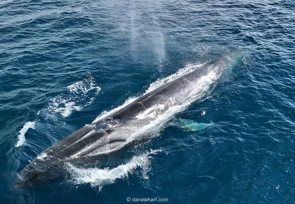 Whale surfacing in open water, spouting water mist.