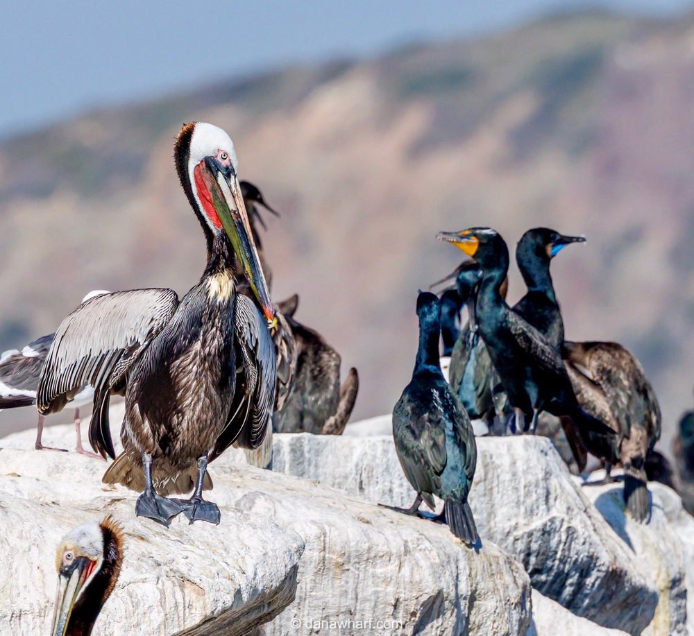 Brown pelican with colorful beak stands among cormorants on rocky shore.