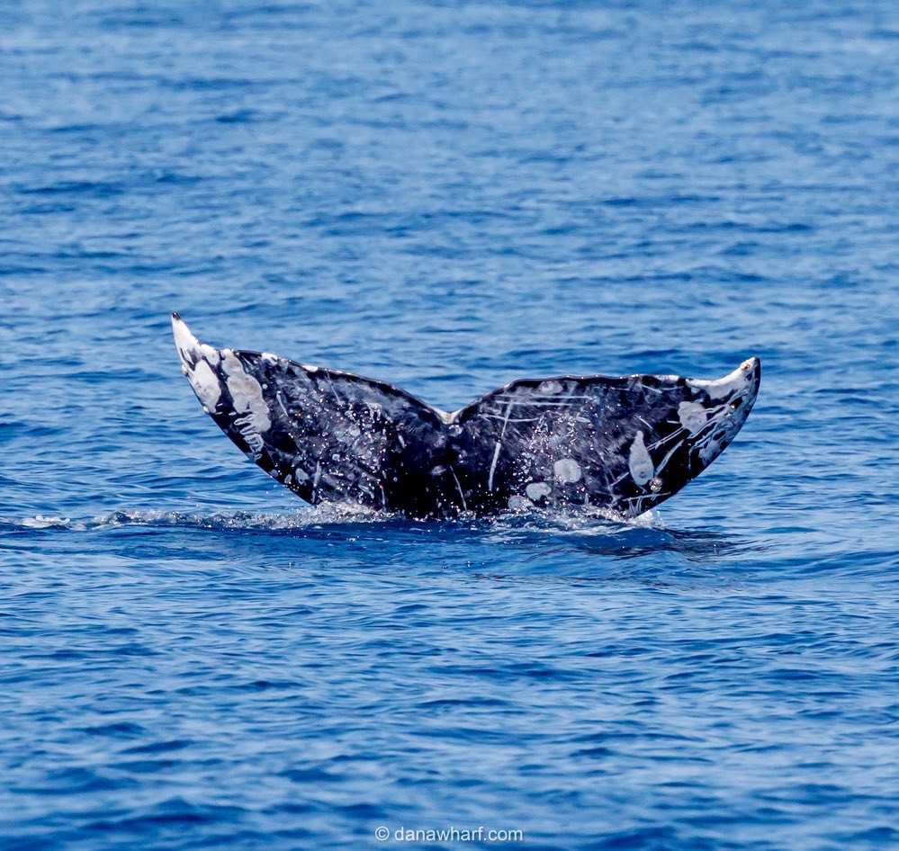 Close-up of a whale's tail above the ocean surface.