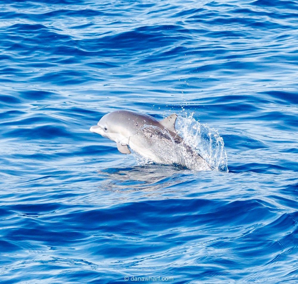 Dolphin jumping playfully out of the blue ocean water.