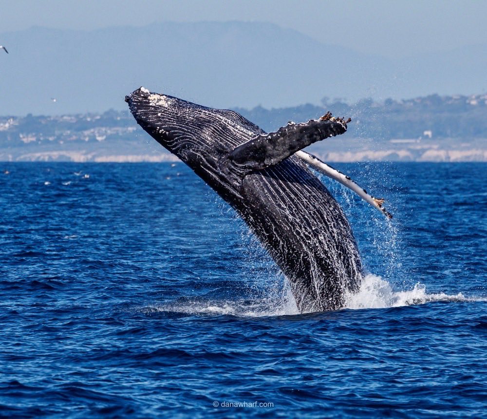 Humpback whale breaching in ocean with distant shoreline and blue sky background.